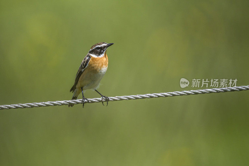 Whinchat (Saxicola rubetra)